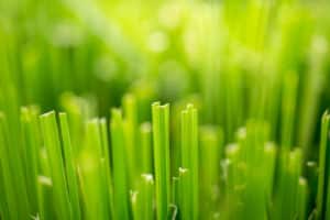 close up green grass for background, cut green rice field.