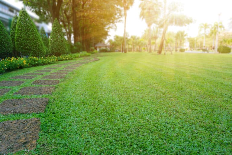 Pattern of Laterite steping stone on a green Lawn in the public park, Ficus and shurb on the left , Trees in background under evening sunlight